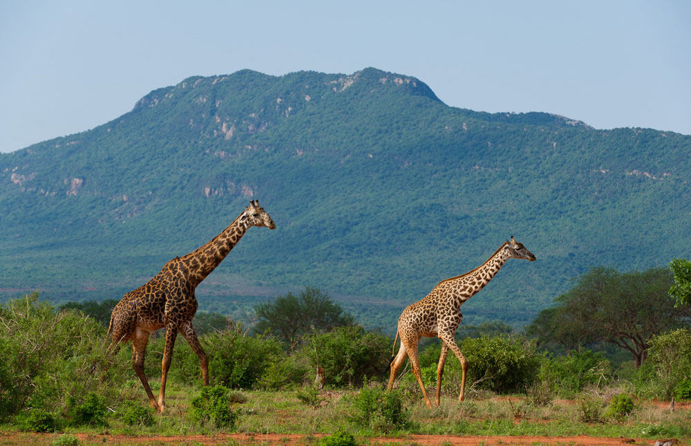 Kenya Safaris